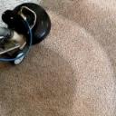 Carpet Cleaning Ferntree Gully logo